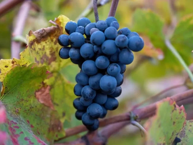 Touriga Nacional, a casta rainha de Portugal