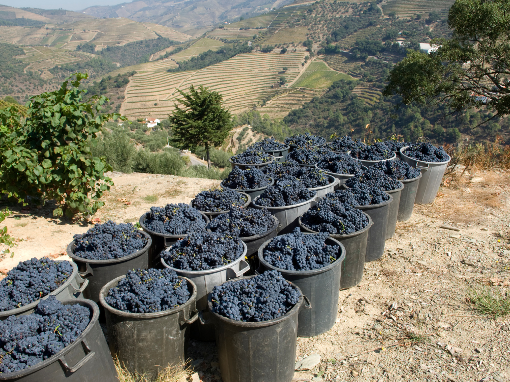 Tourigas do Douro