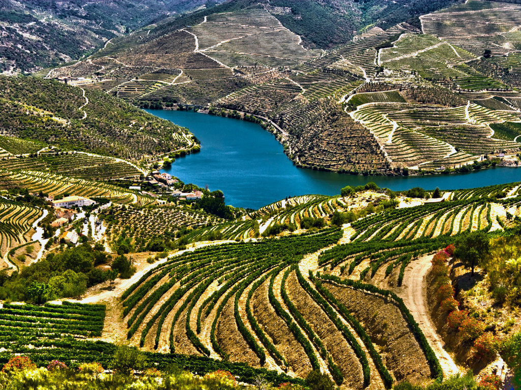 Tourigas do Douro