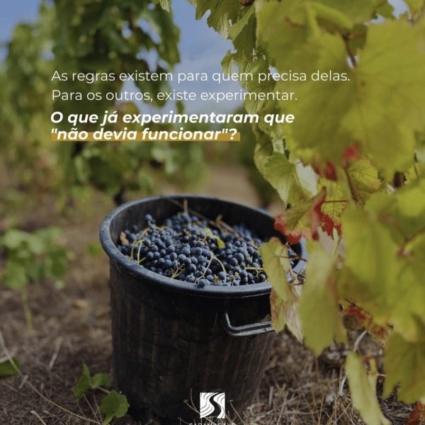 VinhoTemRegrasOuNao-5